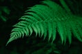 Green fern leaf on a dark green background. Natural ferns pattern. Image close up. Copy, empty space for text Royalty Free Stock Photo