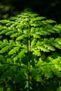 Green fern leaf in the forest in sunlight close up shot summer day Royalty Free Stock Photo