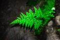 Green fern leaf, growing on rocky soil Royalty Free Stock Photo