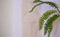 Green fern leaf with hard deep shadows on white brick wall background copy spase Royalty Free Stock Photo