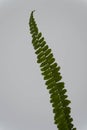 Green fern leaf isolated on light background Royalty Free Stock Photo