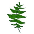 Green fern leaf. Isolated pattern.