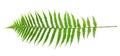 Green fern leaf