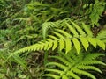 Green fern leaf. Fern leaves grow in the forest