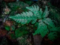 Green fern leaf with mossy rock background in natural forest setting" Royalty Free Stock Photo
