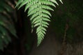 Green Fern leaf pattern in Himalayan forests in cold region having blur background