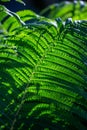 Green fern leaf in summer day macro phohotgrapy floral background. Royalty Free Stock Photo