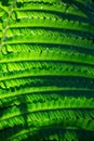 Green fern leaf in summer day macro phohotgrapy floral background. Royalty Free Stock Photo