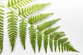 Green fern leaf placed diagonally on white background Royalty Free Stock Photo