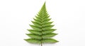 Green fern leaf (Polypodiopsida class) displayed on a white background. The frond has a Royalty Free Stock Photo