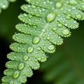 Green fern leaf (Polypodiopsida) with numerous water droplets on Royalty Free Stock Photo