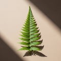 A green fern leaf (Polypodiopsida sp.) Royalty Free Stock Photo