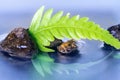 Green fern leaf reflection Royalty Free Stock Photo