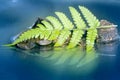 Green fern leaf reflection Royalty Free Stock Photo