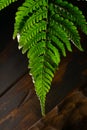 Green fern leaf on rustic wooden background. Biology, nature. Royalty Free Stock Photo