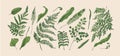 Green fern leaf set. Botanical design elements, tropical leaves in realistic style. Bracken twigs, exotic foliage