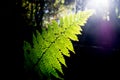 Green Fern leaf and sunlight in the forest Royalty Free Stock Photo