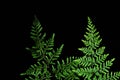 Closeup of green fern leaf isolated on black background Royalty Free Stock Photo