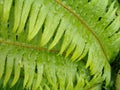 Zelený kapradina list voda kapky 