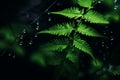 green fern leaf with water droplets on it Royalty Free Stock Photo