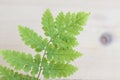 Green fern leaf on a wooden background. Element for the design.