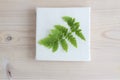 Green fern leaf on a wooden background. Element for the design. Royalty Free Stock Photo