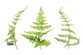 Green Fern leafs isolate on white background Royalty Free Stock Photo