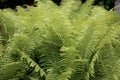 Green fern leaves as a background for texts Royalty Free Stock Photo