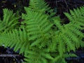 Green fern leaves in autumn forest. Fresh grow plant