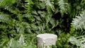 Green fern leaves background with stone podium display. Copy space green background. Natural concrete pedestal. 3d