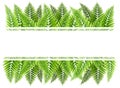 Green fern leaves border Royalty Free Stock Photo