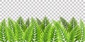 Green fern leaves border Royalty Free Stock Photo