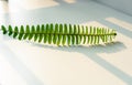 Green fern leaves cast beautiful shadows on a white background in the bright sunlight. extreme close up shot. Royalty Free Stock Photo