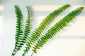 Green fern leaves cast beautiful shadows on a white background in the bright sunlight. extreme close up shot. Royalty Free Stock Photo