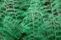 Green fern leaves close-up Royalty Free Stock Photo