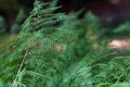 Green fern leaves close-up Royalty Free Stock Photo