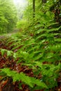 Green fern leaves close-up in the forest in rainy day.