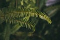 Green fern leaves. Close up view of natural fern leaf background and texture. Royalty Free Stock Photo