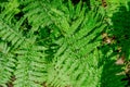 Green fern leaves closeup. Royalty Free Stock Photo