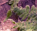 Green fern leaves covered with frost against the background of yellowed leaves Royalty Free Stock Photo