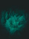 Green fern leaves in dark forest. Soft light black background Royalty Free Stock Photo