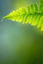 Green fern leaves in forest Royalty Free Stock Photo