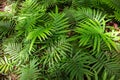Green fern leaves in a forest, top view photo. Fern leaf texture in natural environment. Leaf meadow in sunlight