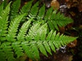 Green fern leaves. Green fern branch with twirled leaves. Natural background. in the forest. Royalty Free Stock Photo