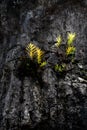 Green fern leaves growing on the top of hard granite volcanic rock with cloudy blue sky in background Royalty Free Stock Photo