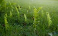 Green fern leaves grown on green grass. Tropical leaf Royalty Free Stock Photo