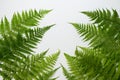 Fern leaves on white background