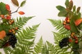 Fern leaves on white background