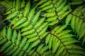 Green fern leaves. Green leaf plant on a black background. Royalty Free Stock Photo