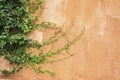 Green fern leaves on old cement wall, Vintage color effect styl Royalty Free Stock Photo